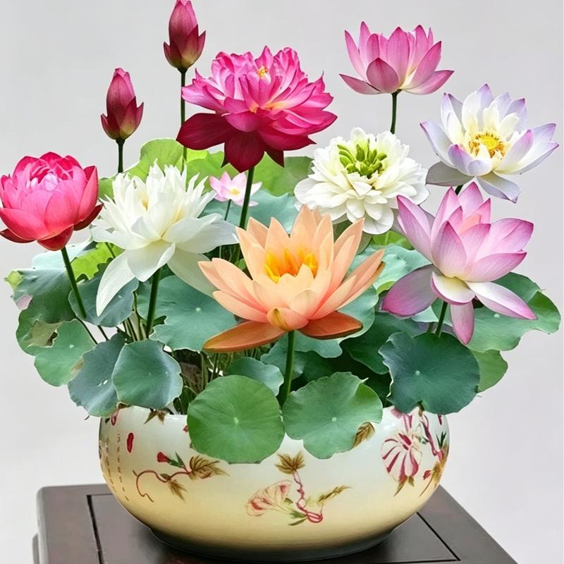 🪷Mixed Color🌈Bonsai Bowl Lotus Seeds - Exotic Water Lily Flower Plant Seeds for Ornamental Pond and Home Planting-8SA8