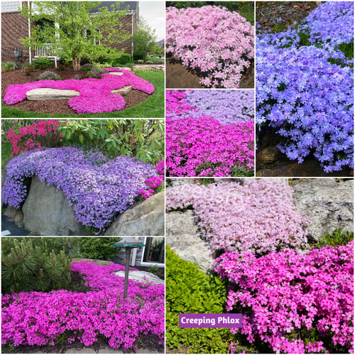 ✨🌸 Creeping Phlox Seeds: Perennial Ground Cover with Vibrant Flowers