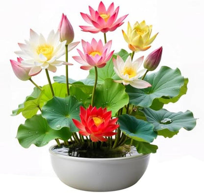 🪷Mixed Color🌈Bonsai Bowl Lotus Seeds - Exotic Water Lily Flower Plant Seeds for Ornamental Pond and Home Planting-8SA8