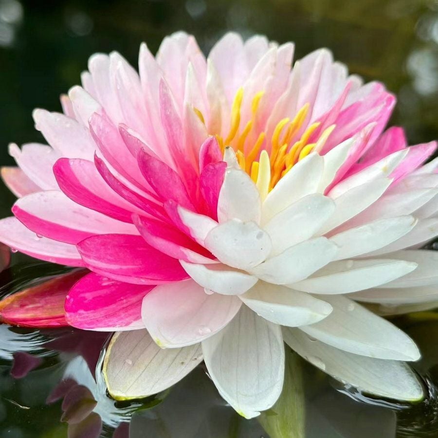 Pink white