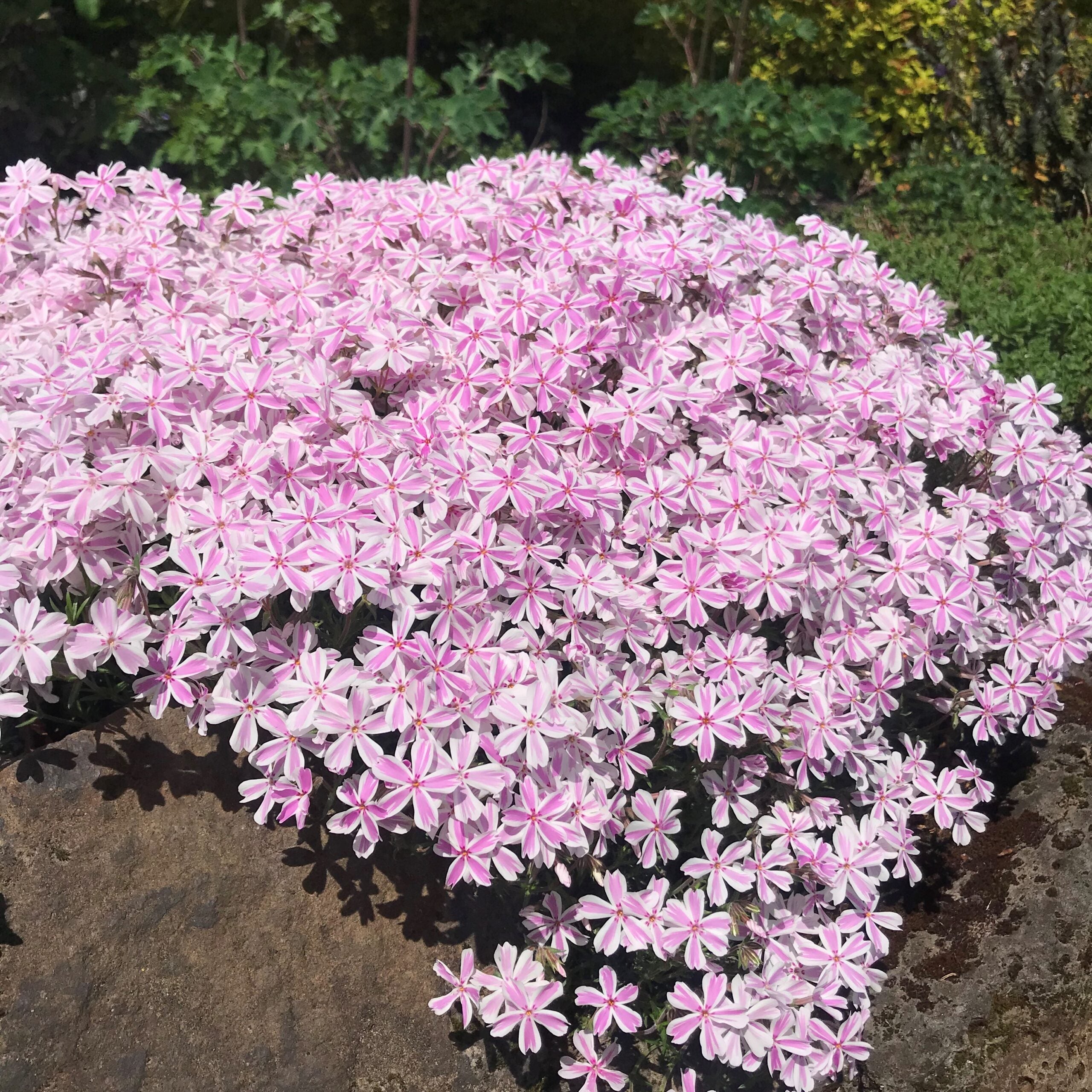 🔥Pink-White