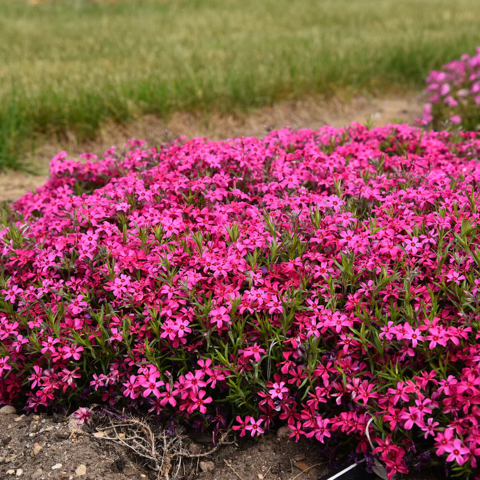 ✨🌸 Creeping Phlox Seeds: Perennial Ground Cover with Vibrant Flowers