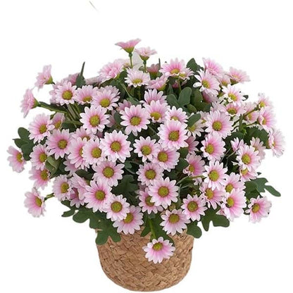 🔥Last Day 49% Off- 🌼Artificial Outdoor Sunset Mums Flowers