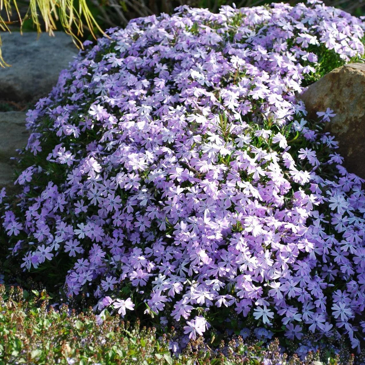 ✨🌸 Creeping Phlox Seeds: Perennial Ground Cover with Vibrant Flowers